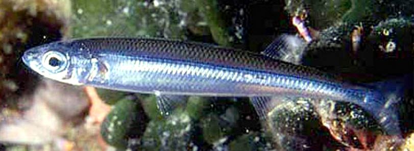 Atherina hepsetus_004.jpg